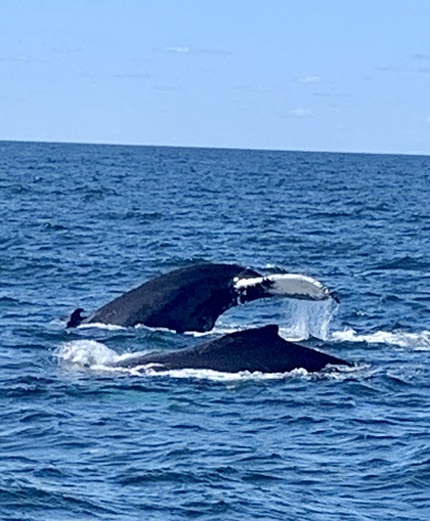 whale watching Viginia beach
